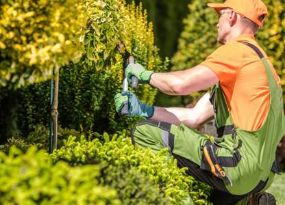 Gardener in protective workwear trimming bushes 