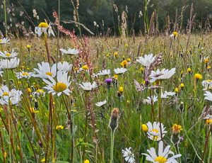 Wildflowers