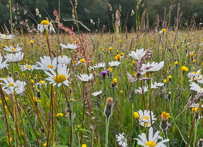 Wildflowers
