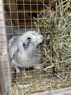image (5).png